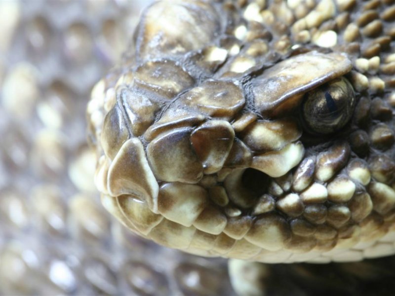 Dieren